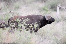 Afrikanischer Büffel (7 von 102).jpg